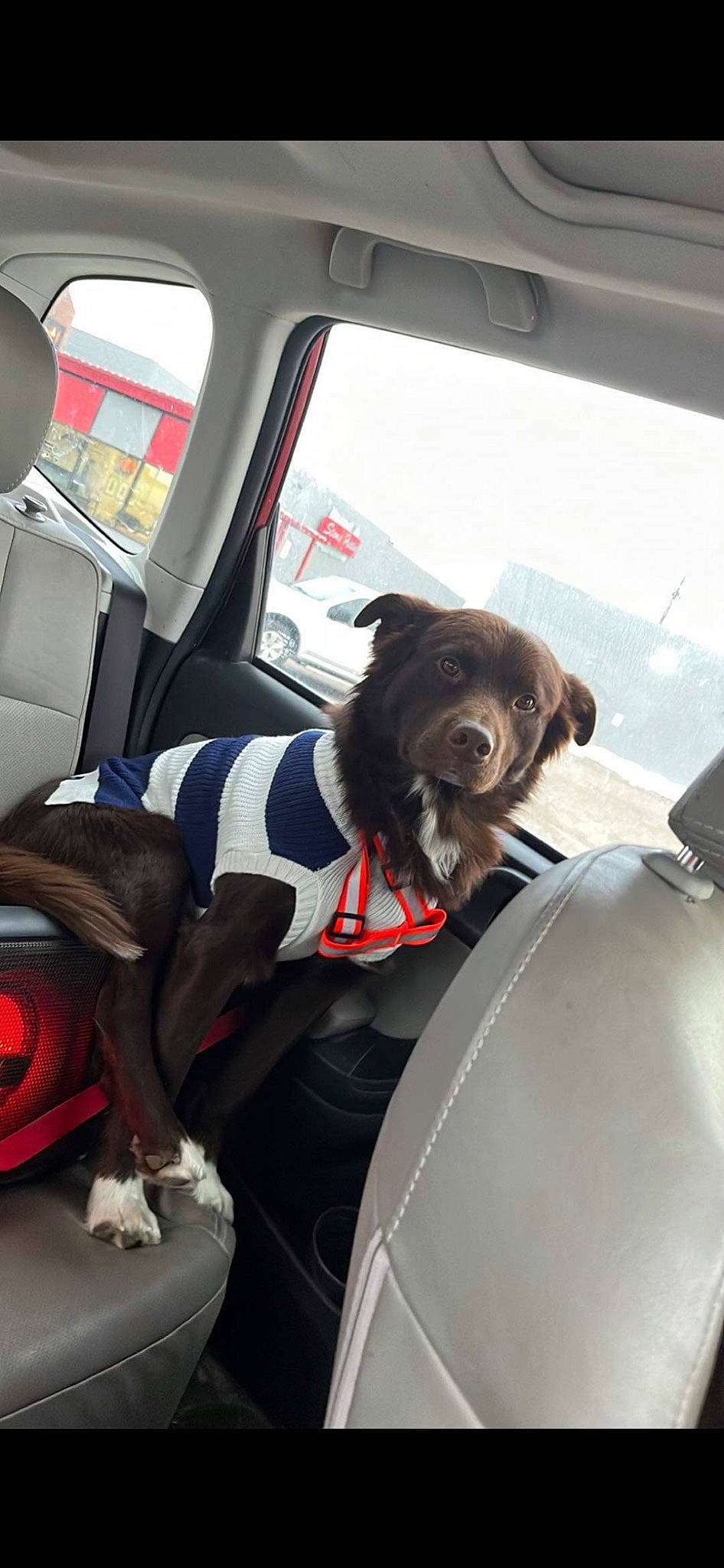 Remy joined the competition — help win amazing prizes! auto_part, automotive_design, automotive_exterior, automotive_mirror, automotive_window_part, car, car_seat, car_seat_cover, carnivore, companion_dog, dog, dog_breed, head_restraint, hood, motor_vehicle, seat_belt, vehicle, vehicle_door, window, windshield