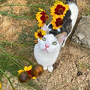Elvis a rejoint le concours — aidez-le/la à gagner de superbes lots ! cat, animal, outdoor, flowers, yellow_flowers, green_eyes, curious, nature, grass, dry_soil, stone, pet, whiskers, pink_nose, closeup, looking_up, plants, summer, daylight, wildflowers