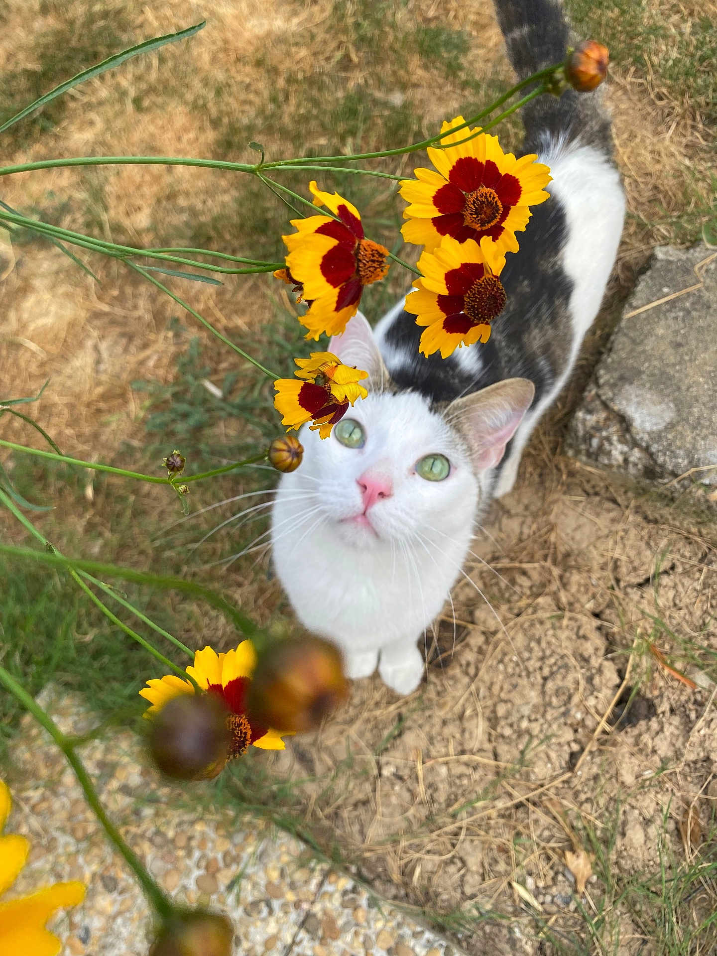 Elvis a rejoint le concours — aidez-le/la à gagner de superbes lots ! cat, animal, outdoor, flowers, yellow_flowers, green_eyes, curious, nature, grass, dry_soil, stone, pet, whiskers, pink_nose, closeup, looking_up, plants, summer, daylight, wildflowers