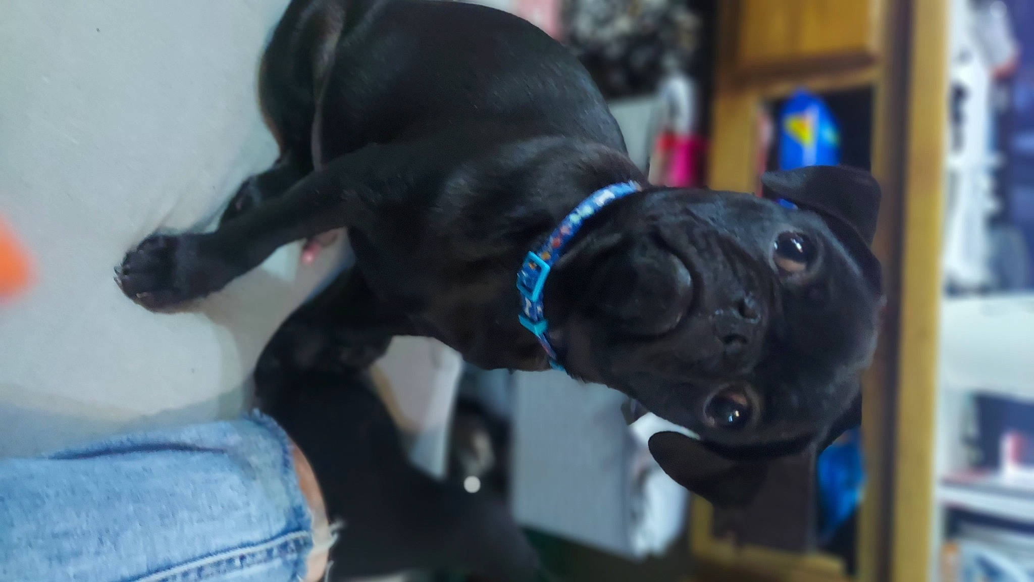 Otis joined the competition — help win amazing prizes! canidae, carnivore, collar, companion_dog, dog, dog_breed, dog_collar, dog_supply, ear, electric_blue, fashion_accessory, fawn, fur, leash, liver, pet_supply, snout, sporting_group, tail, working_animal