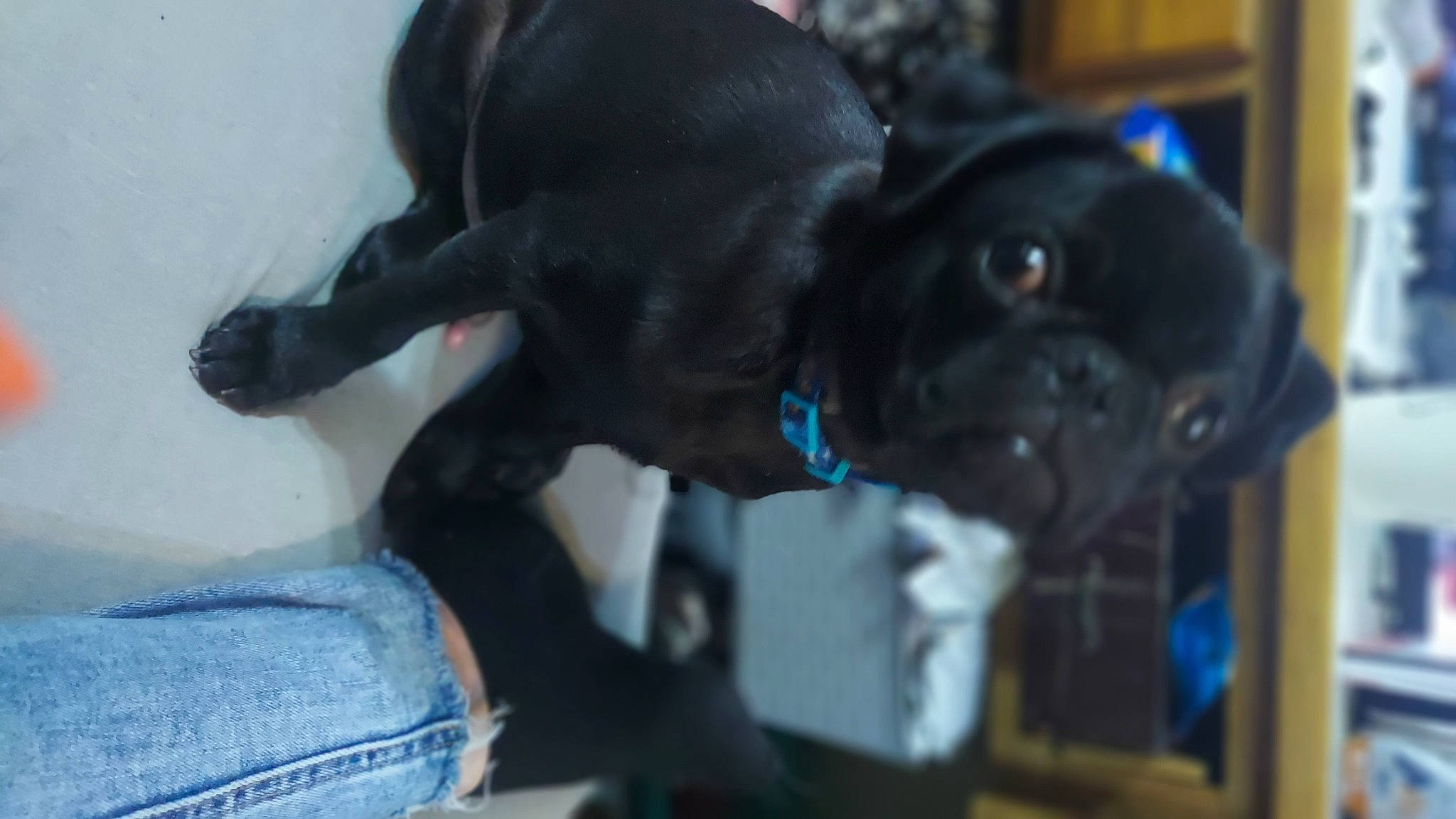 Otis is registered to the contest to win money with this photo: borador, canidae, carnivore, collar, companion_dog, denim, dog, dog_breed, dog_collar, ear, electric_blue, fawn, fur, liver, pet_supply, snout, sporting_group, tail, toy_dog, working_animal