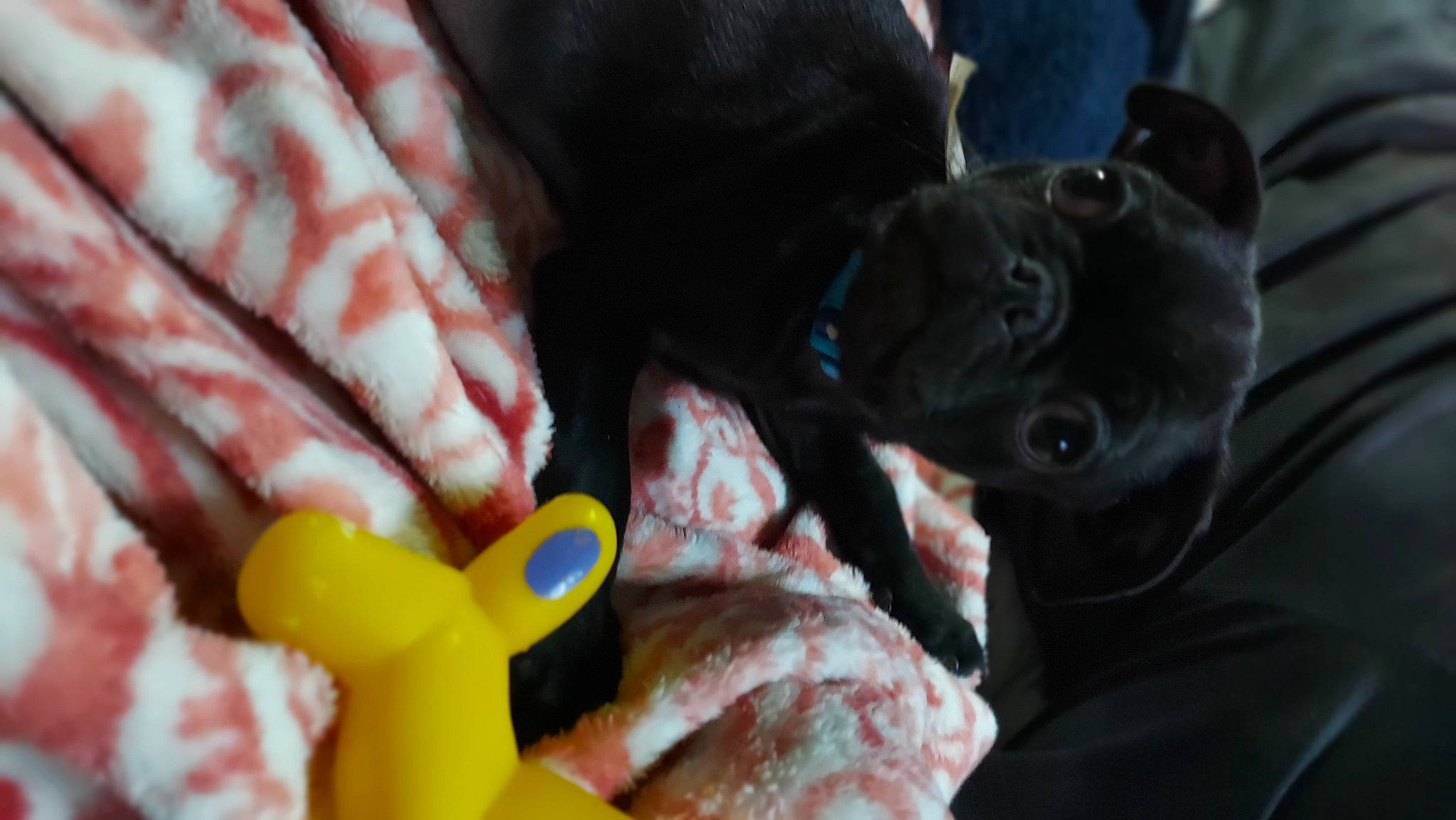 Otis joined the competition — help win amazing prizes! carmine, carnivore, companion_dog, dog, dog_breed, felidae, fictional_character, flesh, fur, gesture, guard_dog, magenta, meat, stuffed_toy, sweetness, toy, toy_dog, whiskers, wool, working_animal