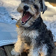 Stormi is registered to the contest to win money with this photo: animal, black_and_white, blanket, canine, collar, companion, curly_fur, cute, dog, domestic_animal, fur, furry, indoor, mouth_open, paw, pet, sitting, teeth, wooden_floor, yawning