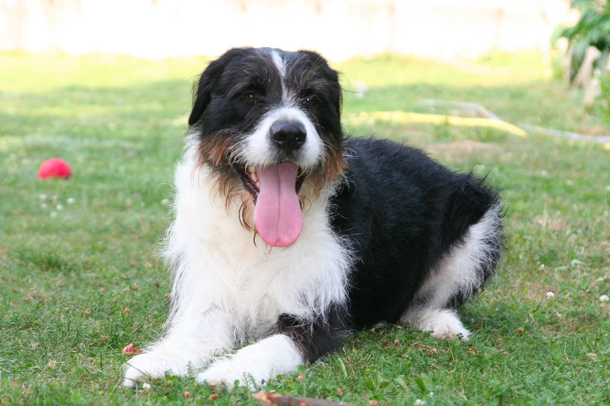 Maobi a rejoint le concours — aidez-le/la à gagner de superbes lots ! biting, canidae, carnivore, companion_dog, dog, dog_breed, grass, plant, sporting_group, working_dog