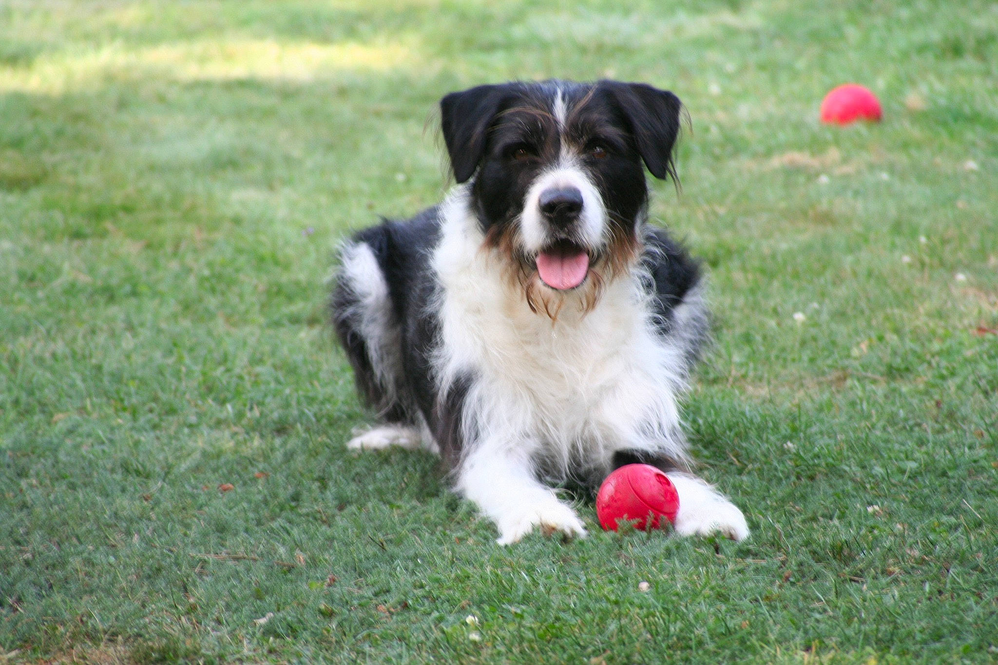 Maobi a rejoint le concours — aidez-le/la à gagner de superbes lots ! australian_collie, australian_shepherd, balloon, border_collie, canidae, carnivore, companion_dog, dog, dog_breed, grass, gun_dog, herding_dog, plant, snout, sporting_group, working_dog