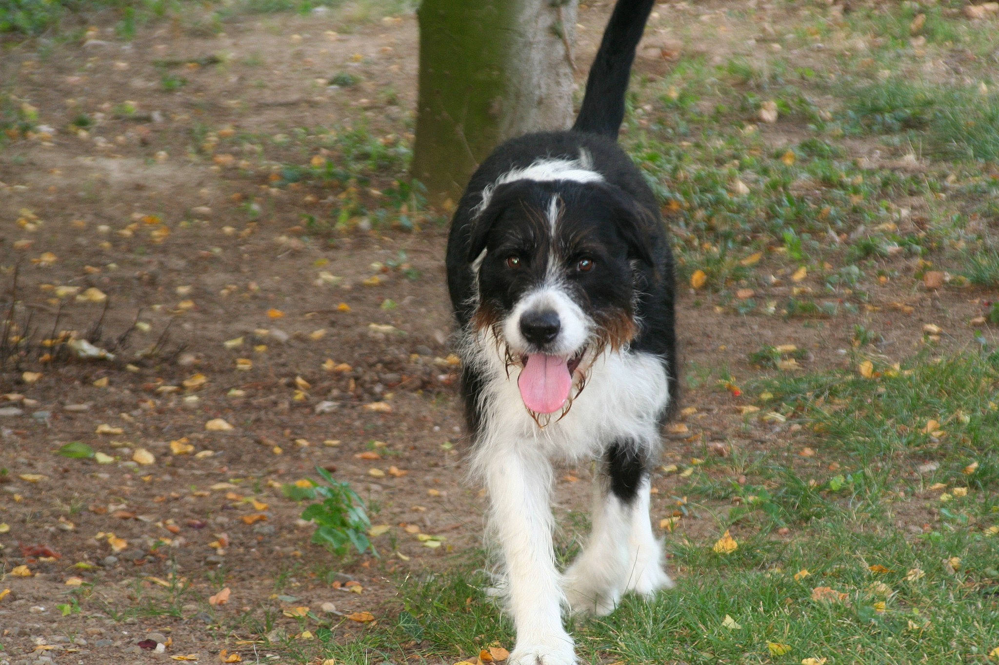 Maobi participe au concours pour gagner de l'argent avec cette photo : bored, canidae, carnivore, cavalier_king_charles_spaniel, companion_dog, dog, dog_breed, grass, gun_dog, hunting_dog, king_charles_spaniel, plant, spaniel, sporting_group, terrestrial_animal, toy_dog, working_animal, working_dog