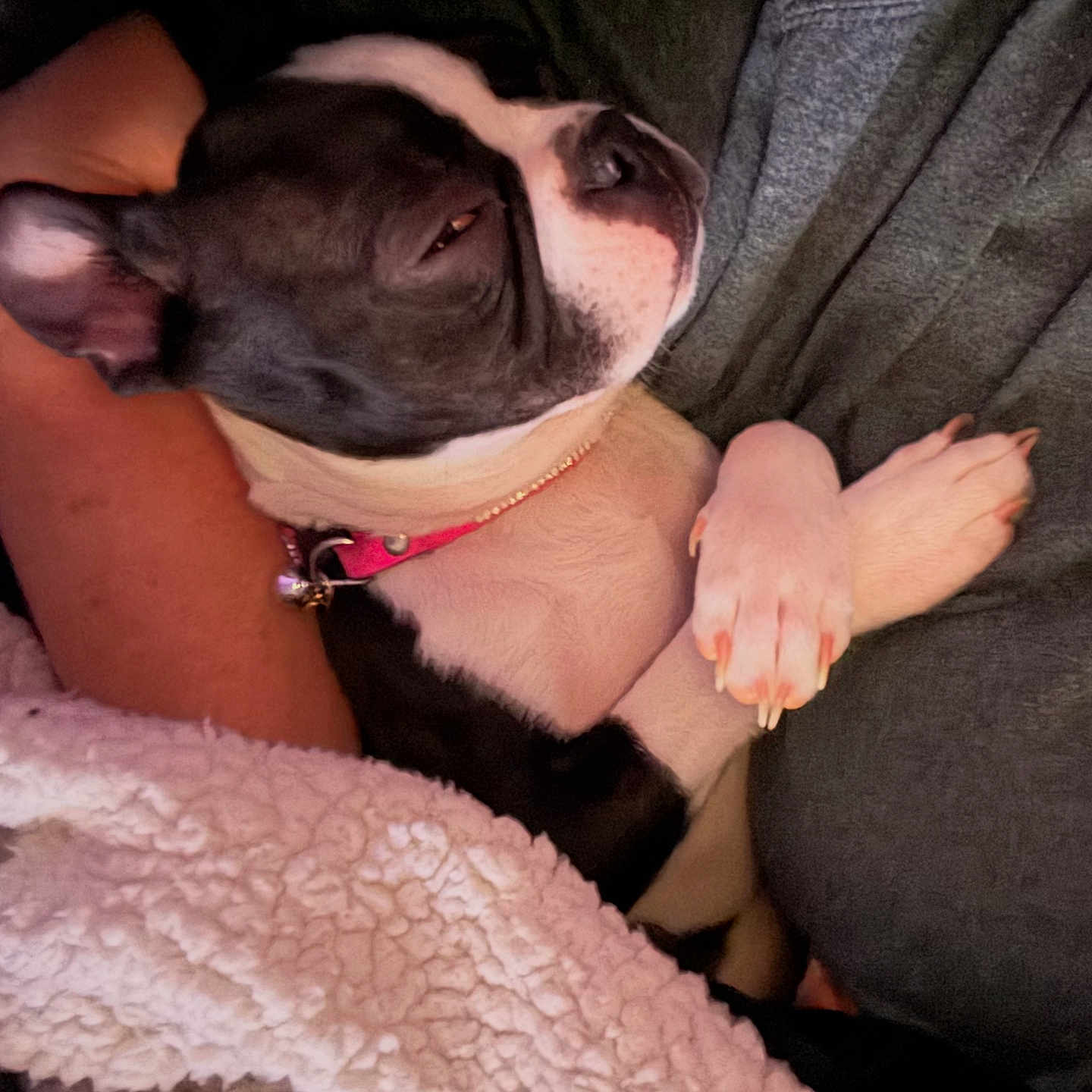 Remi is registered to the contest to win money with this photo: accessories, animal, blanket, bodypart, bostonbull, bulldog, canine, couch, dog, face, finger, frenchbulldog, furniture, hand, head, hound, person, pet, pitbull, puppy
