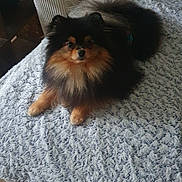 Theo a rejoint le concours — aidez-le/la à gagner de superbes lots ! dog, pomeranian, fluffy, pet, indoor, blanket, furniture, cozy, brown, black, fur, cute, small_dog, looking_at_camera, relaxed, floor, tile, home, animal, companion