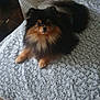 dog, pomeranian, fluffy, pet, indoor, blanket, furniture, cozy, brown, black, fur, cute, small_dog, looking_at_camera, relaxed, floor, tile, home, animal, companion