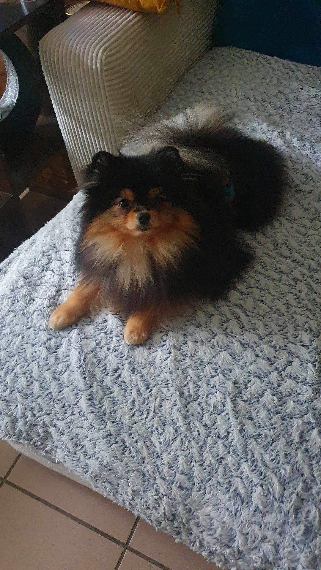 Theo a rejoint le concours — aidez-le/la à gagner de superbes lots ! dog, pomeranian, fluffy, pet, indoor, blanket, furniture, cozy, brown, black, fur, cute, small_dog, looking_at_camera, relaxed, floor, tile, home, animal, companion