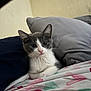 Mello is registered to the contest to win money with this photo: animal, bed, cat, cozy, cute, domestic, fur, gray_and_white, heart_pattern, indoor, kitten, looking, pet, pillow, relaxed, resting, small, soft, whiskers, young