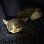 Mello is registered to the contest to win money with this photo: animal, blanket, cat, closeup, cozy, cute, dark_background, domestic_cat, fur, indoor, kitten, nap, peaceful, pet, pink_nose, quiet, resting, sleeping, soft, whiskers