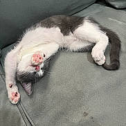Mello is registered to the contest to win money with this photo: animal, cat, couch, cozy, cute, feline, furniture, gray, indoor, kitten, paw, pet, relaxed, resting, sleeping, soft, tail, whiskers, white, young