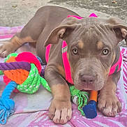 Santa participe au concours pour gagner de l'argent avec cette photo : blanket, brown_dog, chew_toy, close_up, colorful_toys, concrete, dog, floppy_ears, front_view, large_paws, lying_down, outdoor, pet_portrait, pink_harness, pit_bull, playful, puppy, rope_toy, short_coat, wrinkled_face