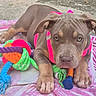 blanket, brown_dog, chew_toy, close_up, colorful_toys, concrete, dog, floppy_ears, front_view, large_paws, lying_down, outdoor, pet_portrait, pink_harness, pit_bull, playful, puppy, rope_toy, short_coat, wrinkled_face