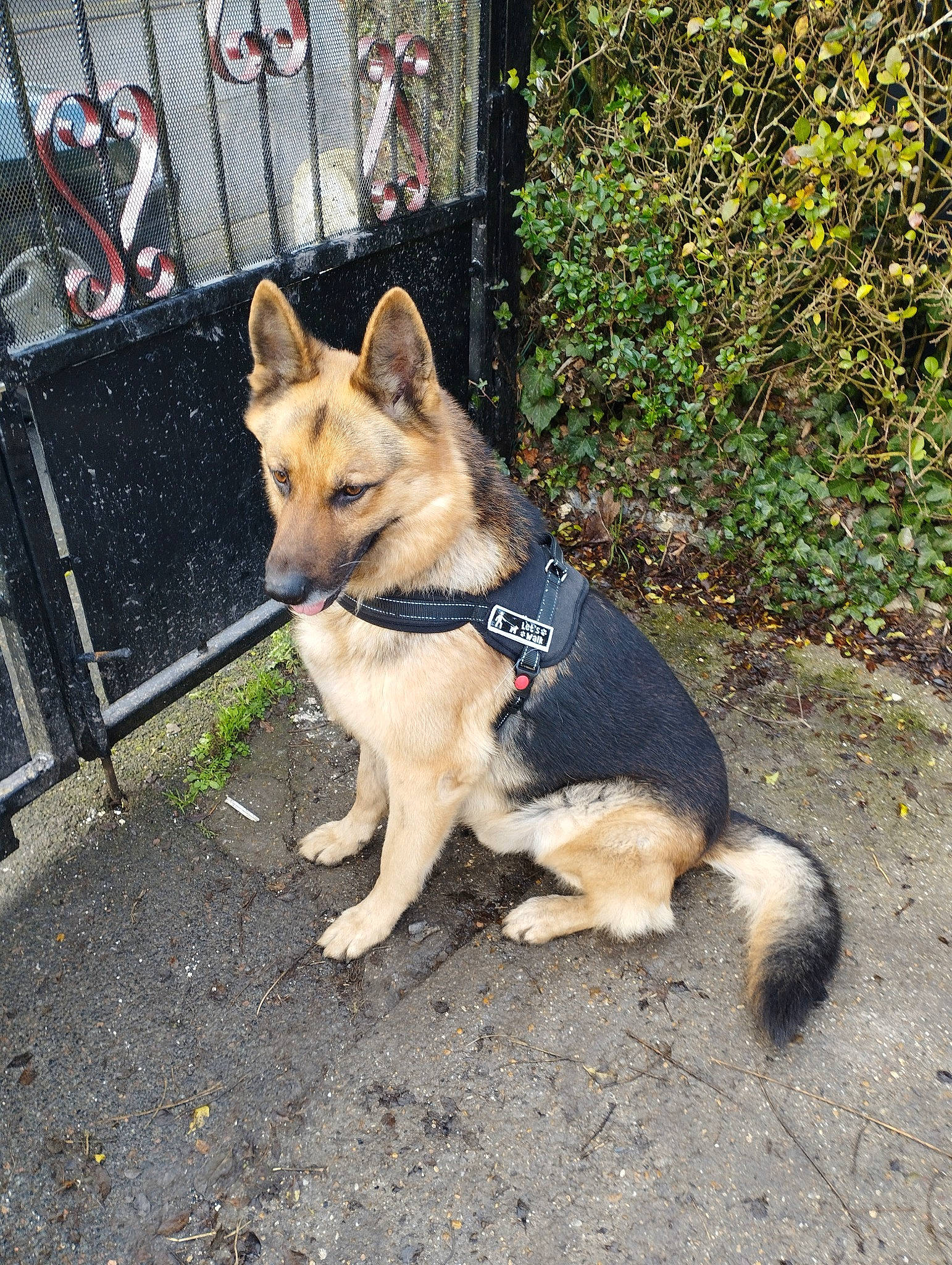 Rex participe au concours pour gagner de l'argent avec cette photo : canis, carnivore, collar, companion_dog, dog, dog_breed, dog_collar, dog_supply, east_european_shepherd, fence, herding_dog, leash, pet_supply, plant, road_surface, street_dog, tail, tree, vehicle, working_animal