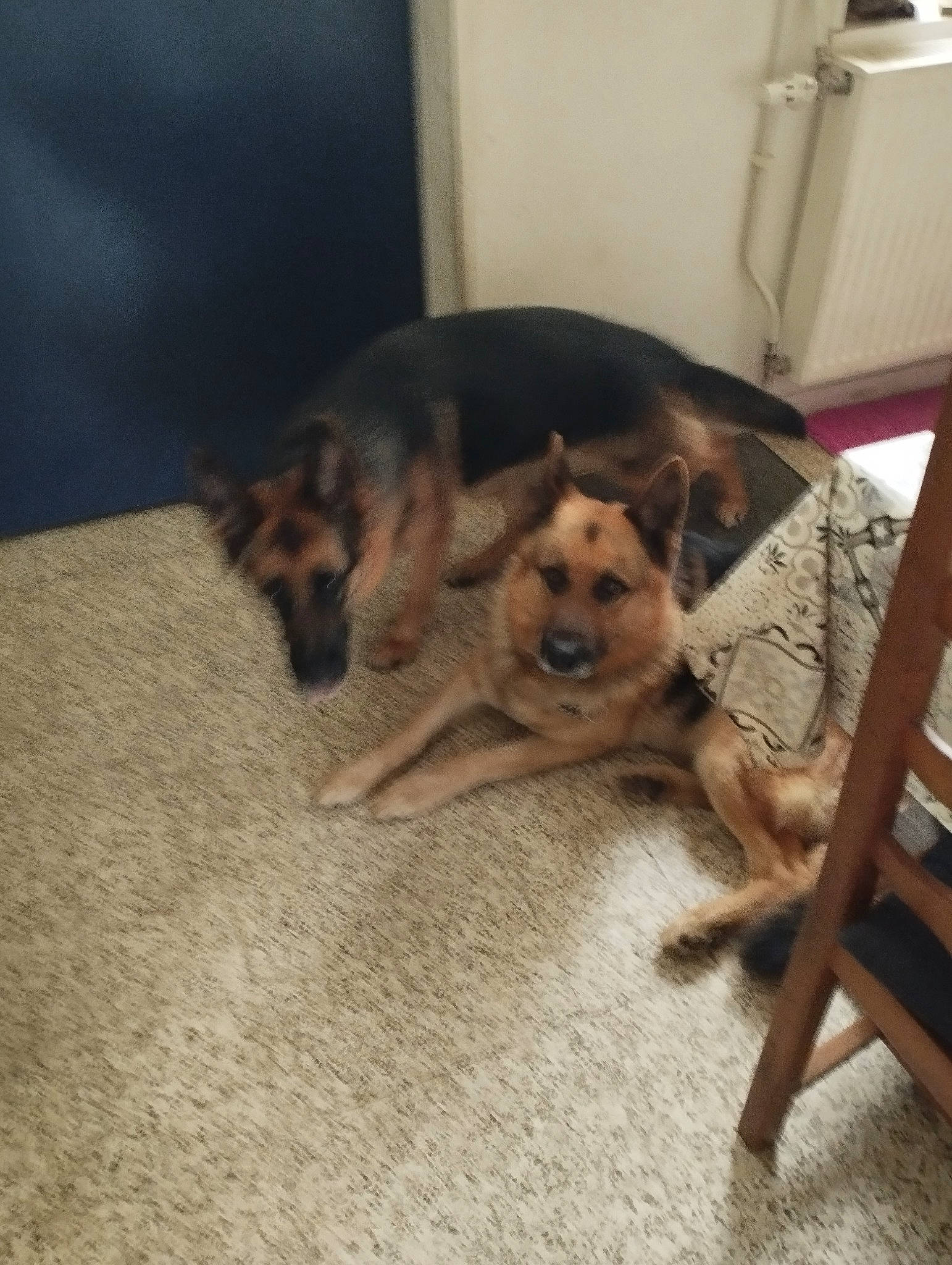 Rex a rejoint le concours — aidez-le/la à gagner de superbes lots ! carnivore, chair, comfort, companion_dog, dog, dog_breed, dog_supply, fawn, floor, flooring, fur, german_shepherd_dog, hardwood, house, paw, snout, sporting_group, wood, wood_flooring, working_animal