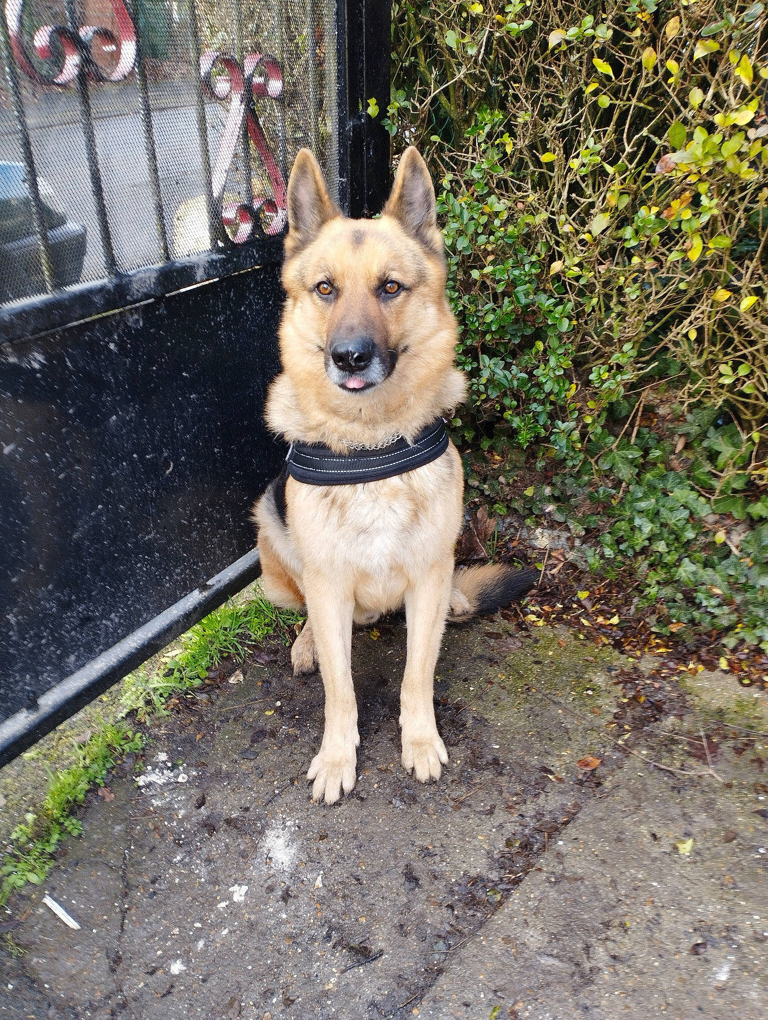 Rex a rejoint le concours — aidez-le/la à gagner de superbes lots ! canidae, carnivore, collar, companion_dog, dog, dog_breed, dog_collar, dog_supply, east_european_shepherd, fawn, fence, german_shepherd_dog, herding_dog, king_shepherd, pet_supply, plant, snout, sporting_group, tail, working_animal