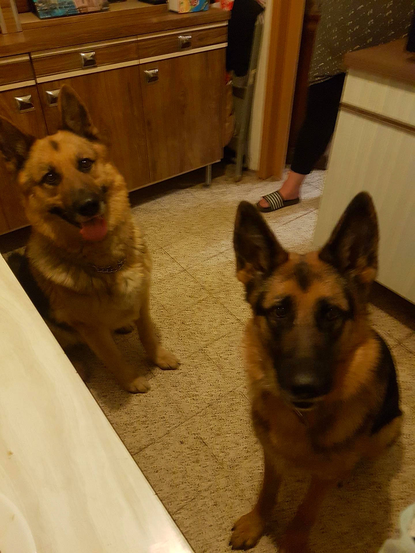 Rex participe au concours pour gagner de l'argent avec cette photo : cabinetry, carnivore, companion_dog, dog, dog_breed, drawer, east_european_shepherd, fawn, floor, flooring, fur, german_shepherd_dog, hardwood, herding_dog, king_shepherd, old_german_shepherd_dog, snout, sporting_group, wood, working_animal