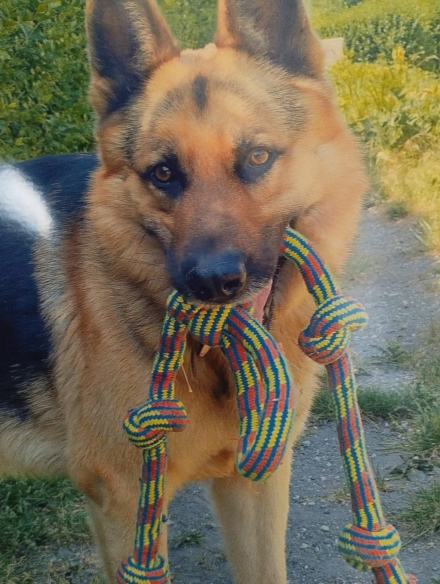 Rex participe au concours pour gagner de l'argent avec cette photo : canidae, carnivore, collar, companion_dog, dog, dog_breed, dog_collar, dog_supply, fawn, foot, herding_dog, king_shepherd, pet_supply, plant, snout, sporting_group, terrestrial_animal, wildlife, working_animal, working_dog