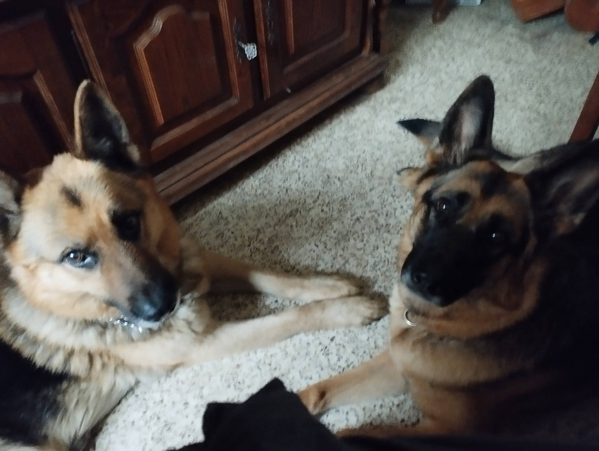 Pendora participe au concours pour gagner de l'argent avec cette photo : cabinetry, canidae, carnivore, comfort, companion_dog, dog, dog_breed, dog_supply, fawn, flooring, fur, german_shepherd_dog, herding_dog, king_shepherd, old_german_shepherd_dog, snout, sporting_group, whiskers, wood, working_animal