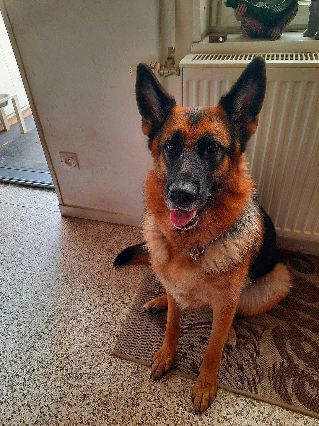 Pendora participe au concours pour gagner de l'argent avec cette photo : canidae, carnivore, companion_dog, dog, dog_breed, dog_supply, fawn, flooring, fur, guard_dog, paw, snout, sporting_group, terrestrial_animal, toy_dog, whiskers, window, working_animal, working_dog