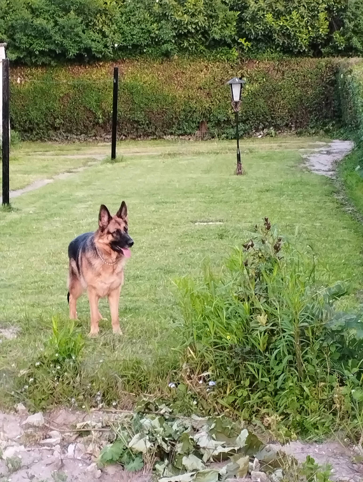 Pendora a rejoint le concours — aidez-le/la à gagner de superbes lots ! canidae, carnivore, dog, dog_breed, east_european_shepherd, fawn, fence, german_shepherd_dog, grass, groundcover, herding_dog, king_shepherd, old_german_shepherd_dog, plant, shrub, sporting_group, tail, terrestrial_animal, tree, working_animal