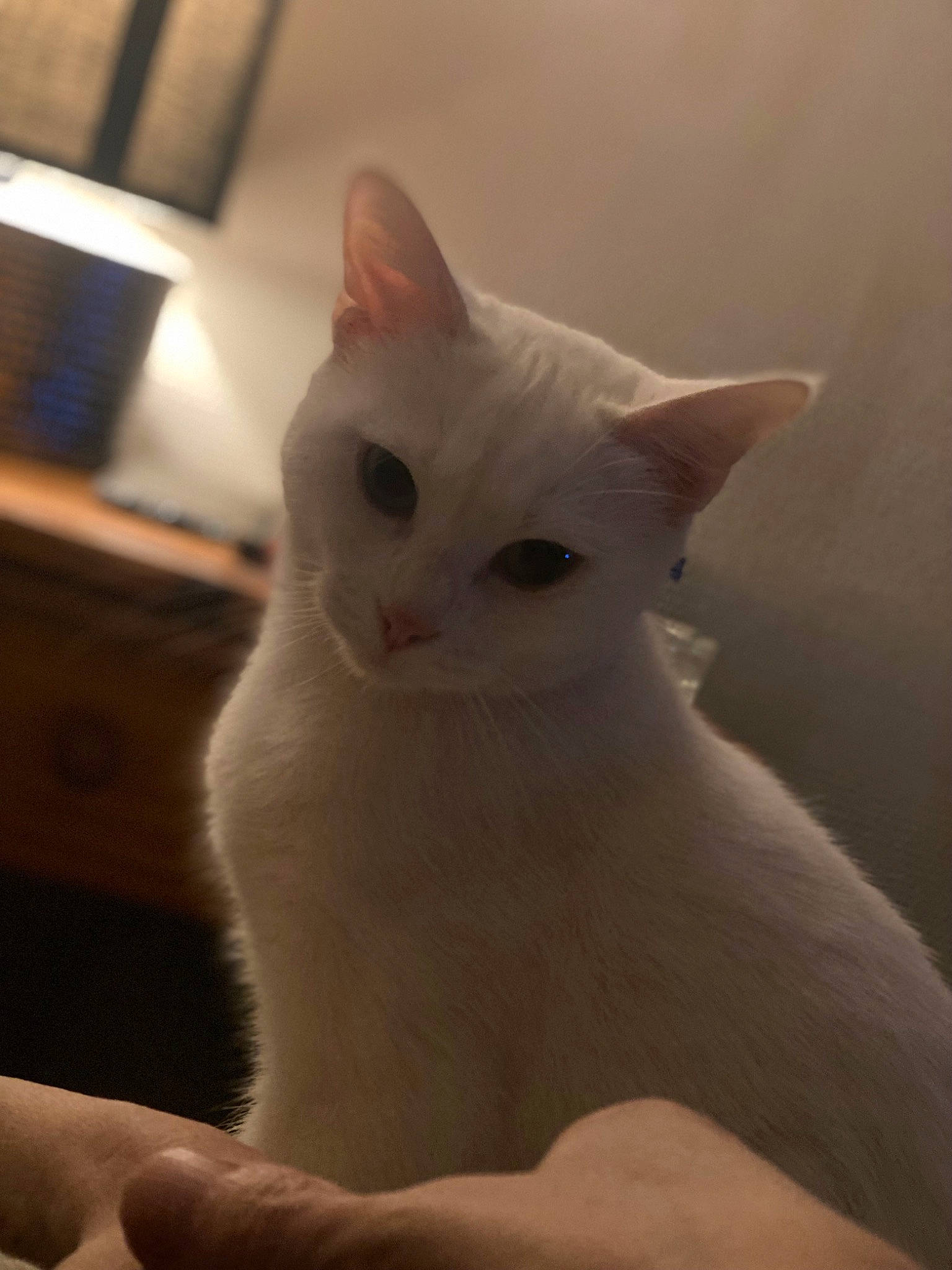 Blanche participe au concours pour gagner de l'argent avec cette photo : carnivore, cat, domestic_short_haired_cat, ear, fawn, felidae, fur, paw, small_to_medium_sized_cats, snout, tail, whiskers