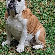 Magnum a rejoint le concours — aidez-le/la à gagner de superbes lots ! bulldog, dog, pet, animal, outdoor, grass, sitting, wrinkles, brown, white, cute, mammal, canine, portrait, fur, ears, face, nose, paws, nature