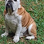 bulldog, dog, pet, animal, outdoor, grass, sitting, wrinkles, brown, white, cute, mammal, canine, portrait, fur, ears, face, nose, paws, nature
