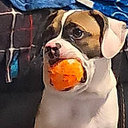 Winston is registered to the contest to win money with this photo: dog, ball, pet, animal, indoor, brown, white, face, mouth, toy, furniture, blanket, fabric, background, closeup, domestic, cute, portrait, canine, sitting