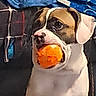 dog, ball, pet, animal, indoor, brown, white, face, mouth, toy, furniture, blanket, fabric, background, closeup, domestic, cute, portrait, canine, sitting