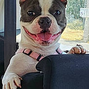 Nayïa participe au concours pour gagner de l'argent avec cette photo : dog, boston_terrier, pet, car, vehicle, smiling, happy, pink_harness, seat, interior, window, sunlight, paw, ears, tongue, animal, cute, domestic_animal, canine, transportation