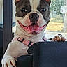dog, boston_terrier, pet, car, vehicle, smiling, happy, pink_harness, seat, interior, window, sunlight, paw, ears, tongue, animal, cute, domestic_animal, canine, transportation