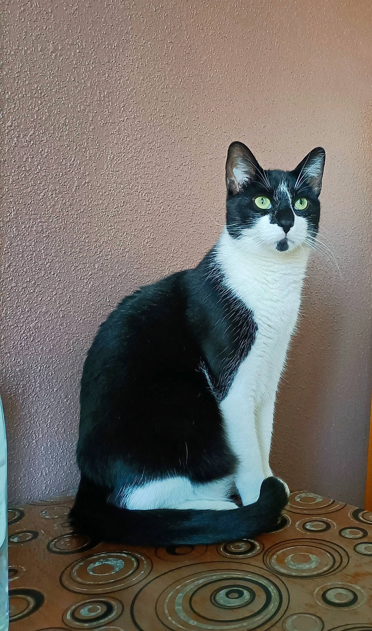 Zizou a rejoint le concours — aidez-le/la à gagner de superbes lots ! black_cat, carnivore, cat, comfort, domestic_short_haired_cat, felidae, fur, grey, paw, sitting, small_to_medium_sized_cats, snout, stairs, tail, terrestrial_animal, water_bottle, whiskers