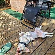 Ricky Shrontz is registered to the contest to win money with this photo: dog, wooden_deck, outdoor, lounge_chair, slipper, sunlight, shadow, pet, relaxed, collar, playful, fence, greenery, summer, resting, canine, domestic_animal, sunny, daytime, backyard