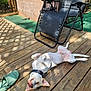 dog, wooden_deck, outdoor, lounge_chair, slipper, sunlight, shadow, pet, relaxed, collar, playful, fence, greenery, summer, resting, canine, domestic_animal, sunny, daytime, backyard