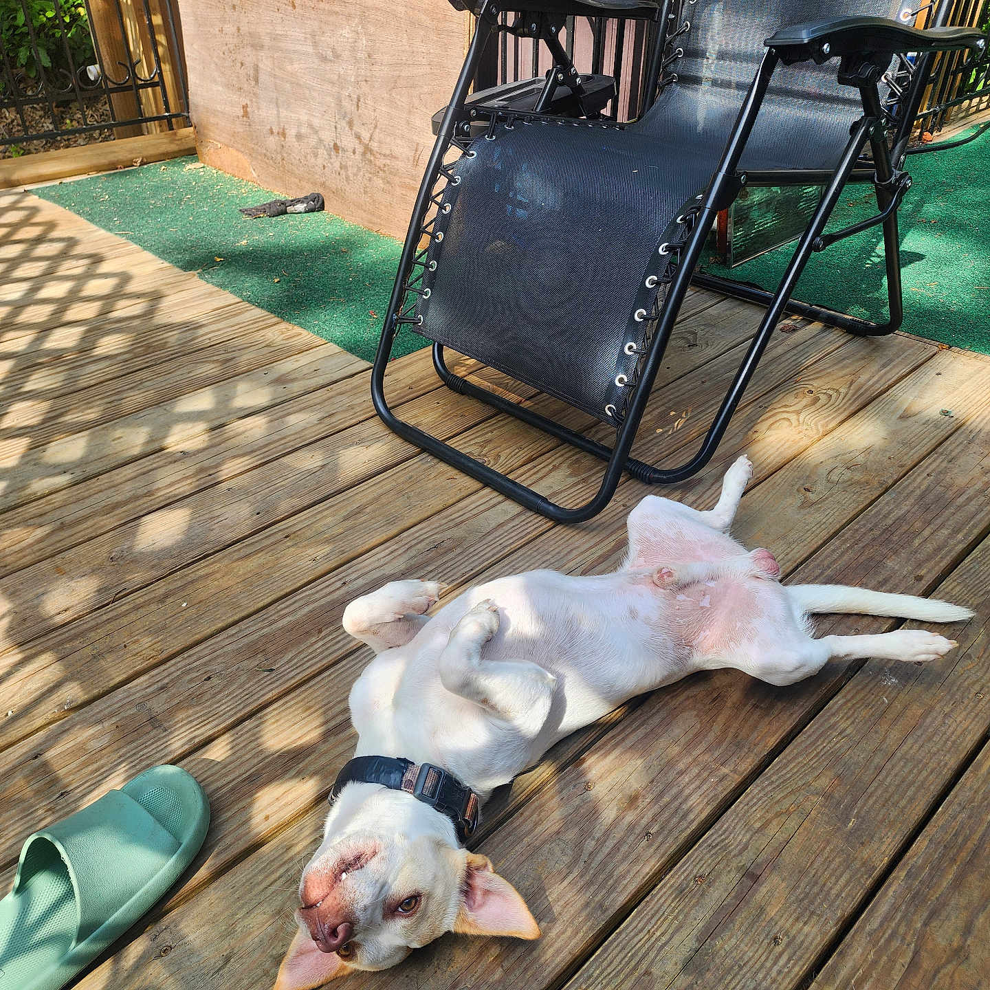 Ricky Shrontz is registered to the contest to win money with this photo: backyard, canine, collar, daytime, dog, domestic_animal, fence, greenery, lounge_chair, outdoor, pet, playful, relaxed, resting, shadow, slipper, summer, sunlight, sunny, wooden_deck