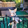 animal, architecture, backyard, building, canine, chihuahua, device, dog, fence, handrail, house, housing, nature, outdoors, pet, puppy, railing, shelter, wood, yard