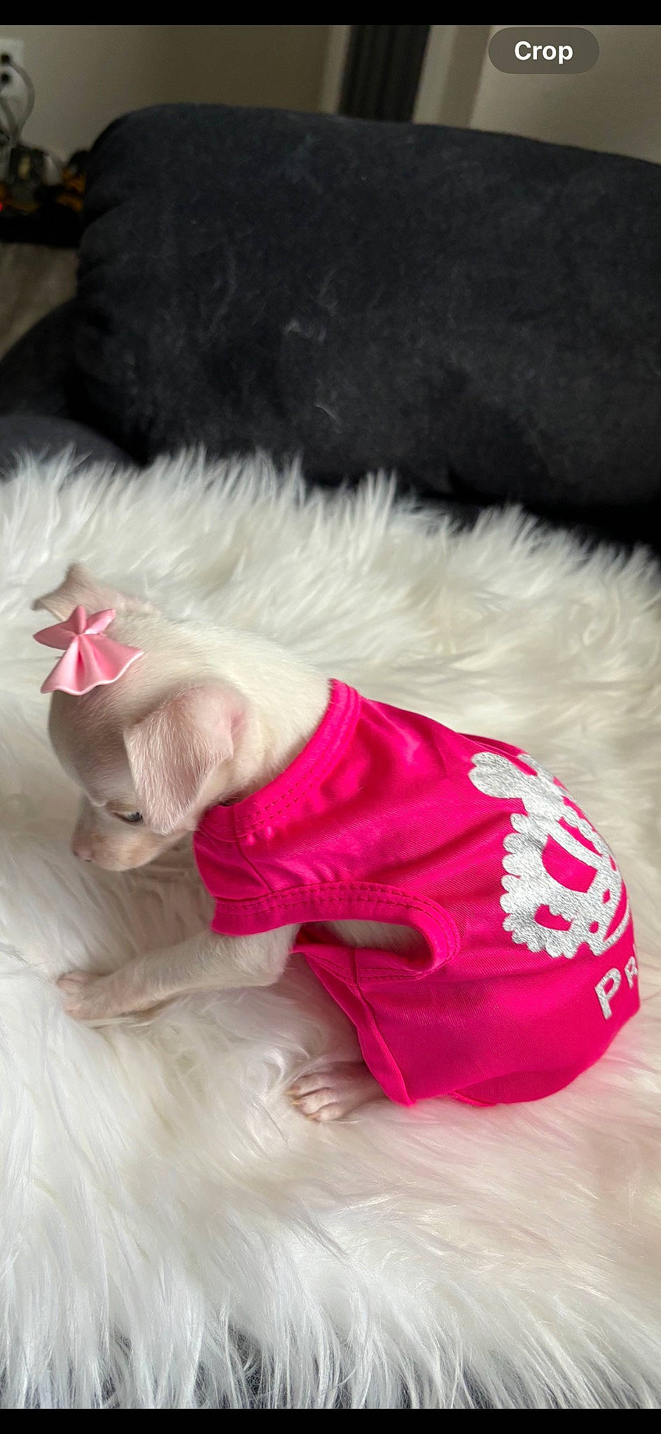 Peanut joined the competition — help win amazing prizes! carmine, companion_dog, costume, costume_accessory, costume_hat, dog_breed, dog_clothes, dog_supply, event, fashion_accessory, feather, felidae, fur, fur_clothing, linens, magenta, pink, tail, toy_dog, whiskers