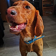 Shakespeare a rejoint le concours — aidez-le/la à gagner de superbes lots ! animal, blue_collar, brown_dog, canine, close_up, companion, dog, domestic_animal, ears, floor, fur, furniture, happy, indoor, living_room, mouth_open, pet, smiling_dog, teeth, television