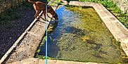 Shakespeare participe au concours pour gagner de l'argent avec cette photo : animal, blue_leash, brown_dog, caution, daytime, dog, drinking, grass, greenery, leash, nature, outdoor, pet, rustic, stone, sunlight, trees, trough, wall, water