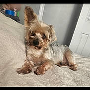 Diggy joined the competition — help win amazing prizes! animal, background_dog, bed, canine, companion, cozy, cute, dog, domestic, ears, fur, furry, home, indoor, looking, lying_down, pet, relaxed, resting, small_dog