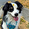 Hendrix joined the competition — help win amazing prizes! dog, border_collie, black_and_white, fluffy, happy, smiling, tongue_out, bandana, flower, outdoor, suburban, residential, houses, parked_cars, basketball_hoop, sidewalk, grass, dandelions, portrait, daylight