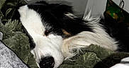 Hendrix joined the competition — help win amazing prizes! dog, sleeping, black_and_white, long_hair, pet, animal, snout, nose, closed_eyes, blanket, bed, cozy, indoors, resting, relaxed, portrait, close_up, fur, domestic_animal, nap