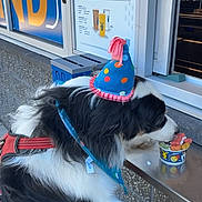 Hendrix joined the competition — help win amazing prizes! dog, border_collie, black_and_white, party_hat, birthday, costume, fluffy, long_hair, outdoor, storefront, shop, window, signage, snack, food_cup, leash, harness, sitting, profile, celebration