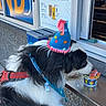 dog, border_collie, black_and_white, party_hat, birthday, costume, fluffy, long_hair, outdoor, storefront, shop, window, signage, snack, food_cup, leash, harness, sitting, profile, celebration