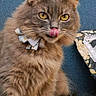 cat, fluffy, brown_fur, longhaired, tongue_out, yellow_eyes, sitting, portrait, pet, animal, couch, blue_background, bow, collar, whiskers, ears, closeup, indoors, funny_expression, photography