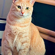 Luzy joined the competition — help win amazing prizes! cat, ginger_cat, orange_fur, pet, animal, sitting, portrait, green_eyes, whiskers, ears, nose, indoor, wooden_background, chair, close_up, furry, cute, alert, domestic_cat, text_overlay