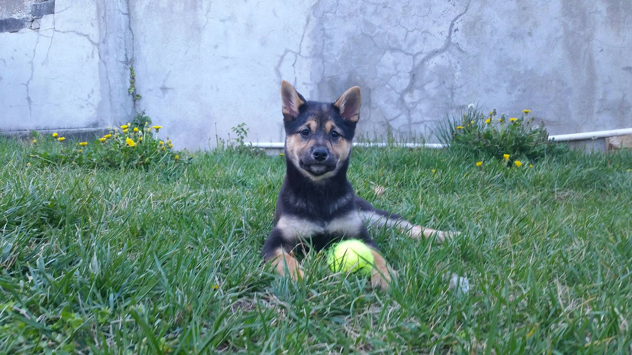 Bonzai is registered to the contest to win money with this photo: art, canidae, carnivore, companion_dog, dog, dog_breed, flower, grass, guard_dog, herbaceous_plant, herding_dog, plant, snout, sporting_group, working_dog